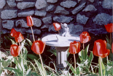 morning tulips and sundial